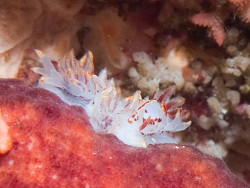 Okenia amoenula thumbnail