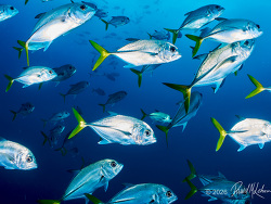 Caranx latus thumbnail