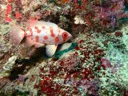 Priacanthus blochii thumbnail