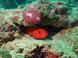 Priacanthus blochii thumbnail