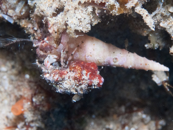 Diogenes albimanus thumbnail