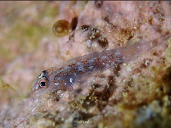 Foto: Honolulu, Hawaii