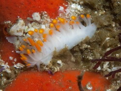 Limacia lucida thumbnail