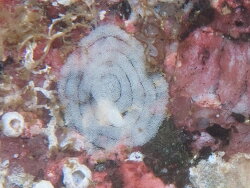 Limacia lucida thumbnail