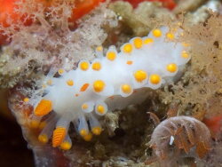 Limacia lucida thumbnail