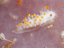 Limacia lucida thumbnail