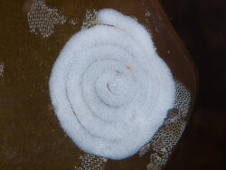 Limacia jellyi thumbnail