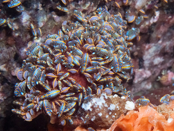 Iphimedia gibba thumbnail