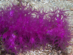 Tenerodus fallax thumbnail