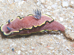 Glossodoris bonwanga thumbnail
