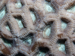 Favites vasta 2026 ( CC-BY-SA)