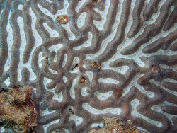 Generic placeholder thumbnail