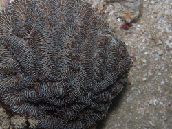 Gyrosmilia interrupta,kev's ledge Ponta do Ouro, Mozambique 2025 (CC-BY-SA)