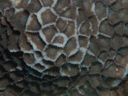 Paramontastraea peresi thumbnail