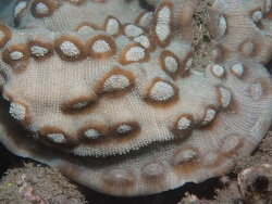 Mycedium robokaki thumbnail