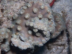 Duncanopsammia peltata thumbnail