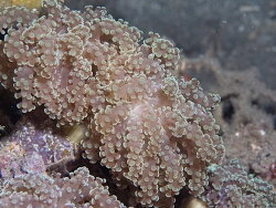 Fimbriaphyllia yaeyamaensis thumbnail