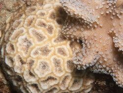 Horastrea indica thumbnail