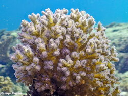 Pocillopora damicornis, Kwajalein 2023