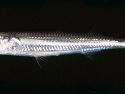 Hypoatherina temminckii thumbnail