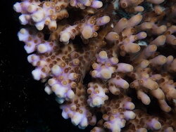 Acropora cytherea thumbnail