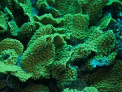 Turbinaria reniformis 2015  (CC-BY-SA)