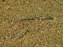 Foto: Dauin, Dauin, Central Visayas, Philippinen