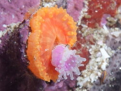 Balanophyllia (Balanophyllia) capensis thumbnail