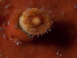 Balanophyllia (Balanophyllia) capensis thumbnail