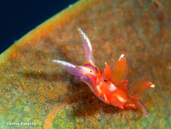 Hermaea variopicta, Las Palmas, ES-CN, ES 2026