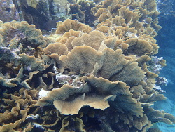 Agaricia tenuifolia 2023