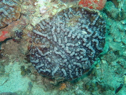 Mycetophyllia ferox,Bocas del Toro, PA 2023