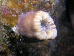 Balanophyllia europaea, Campania, IT 2006