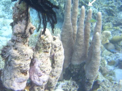 Psammocora digitata,Sulawesi Tengah, ID 2007