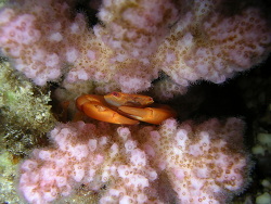 Pocillopora verrucosa, Wadi Lahami 2010