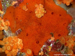 Haliclona (Halichoclona) fulva thumbnail