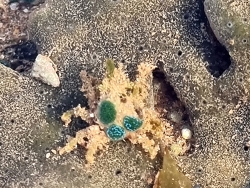 Paranaxia serpulifera,Port Hedland WA 6721, Australia 2024