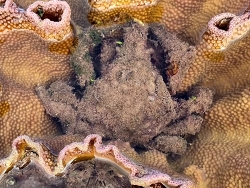 Paranaxia serpulifera,Port Hedland, WA, Australia 2024