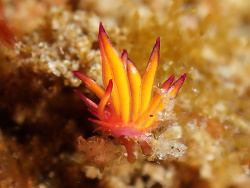 Hermaea sp.01 thumbnail