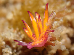 Hermaea sp.01 thumbnail