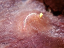 Asteronotus mimeticus thumbnail