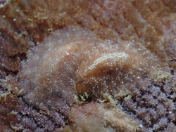 Asteronotus mimeticus thumbnail