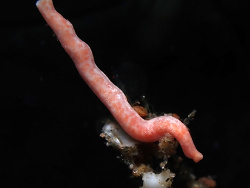 Solenogastres sp.02 thumbnail