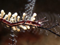 Longibranchus putnami thumbnail