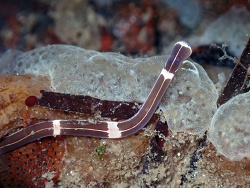 Six-lined Ribbon Worm - Tubulanus sexlineatus,Monterey County, California 2026