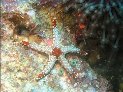 Fromia nodosa thumbnail