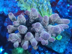 Acropora spathulata_1