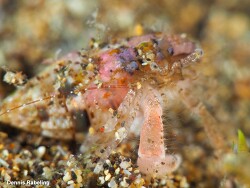 Anapagurus hyndmanni,Las Palmas, ES-CN, ES 2025