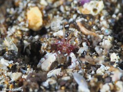 apagurus hyndmanni,Las Palmas, ES-CN, ES 2023