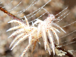 Eubranchus sp.23 thumbnail